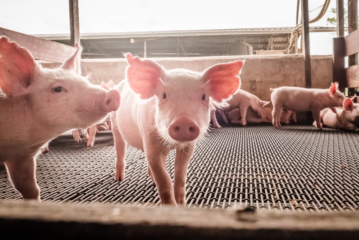 Is-particle-size-important-for-the-diets-of-young-pigs.jpg