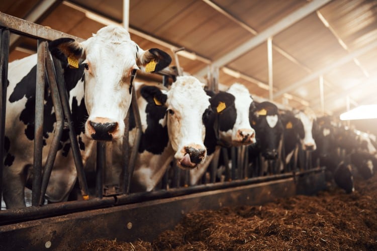Texas ‘mystery’ illness: USDA confirms first cases of bird flu in US dairy cows