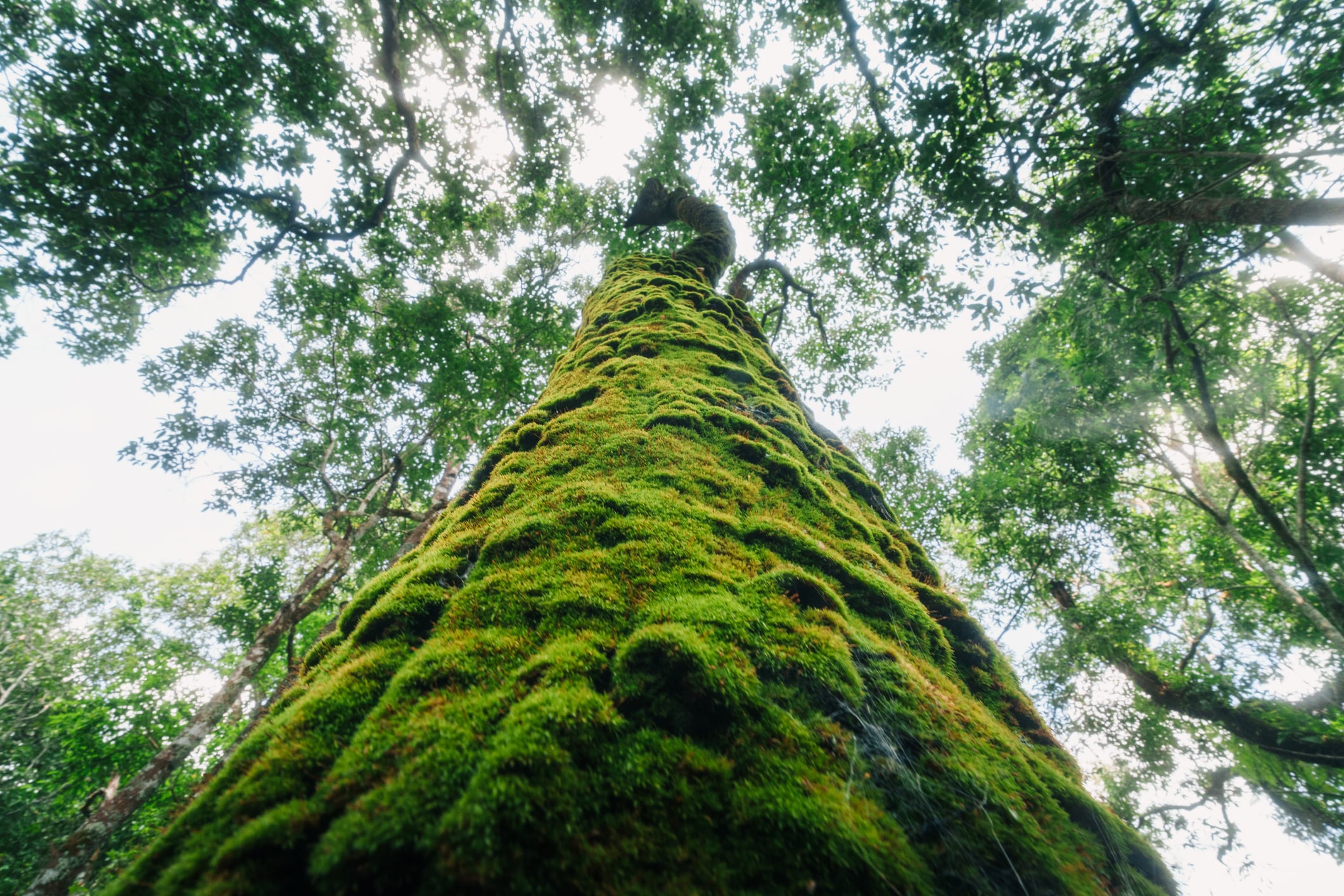 Carbon markets getting stronger as businesses take on responsibilities to mitigate climate change