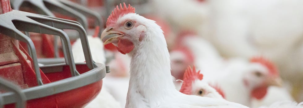 How-mycotoxins-impact-animal-productivity-and-welfare.png