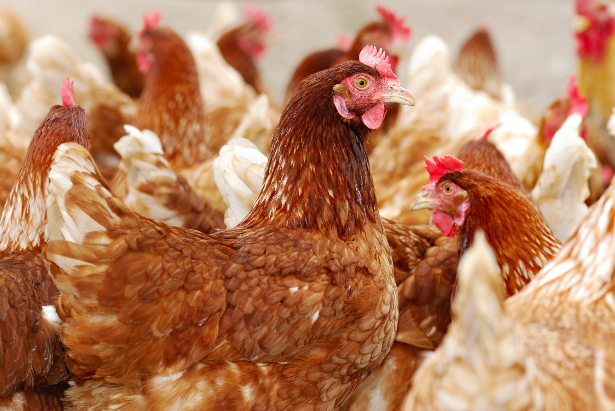 South Korea tightens farm antibiotic controls, adopts global livestock benchmarks