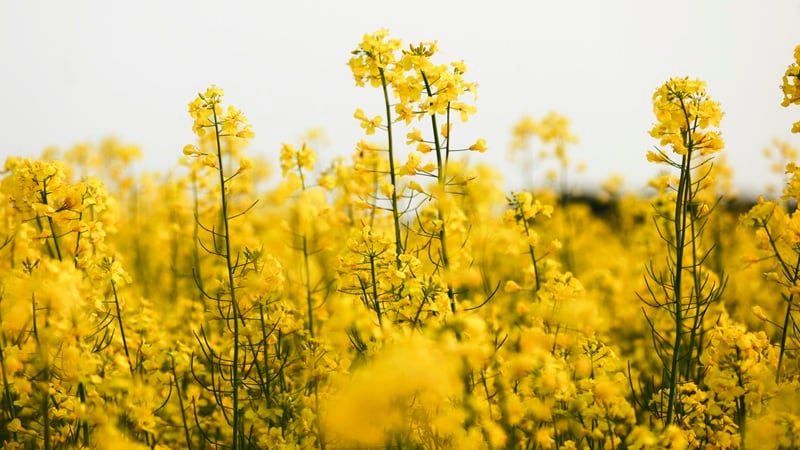A canola field