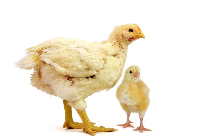 Valine-use-in-low-crude-protein-broiler-chicken-diets.jpg
