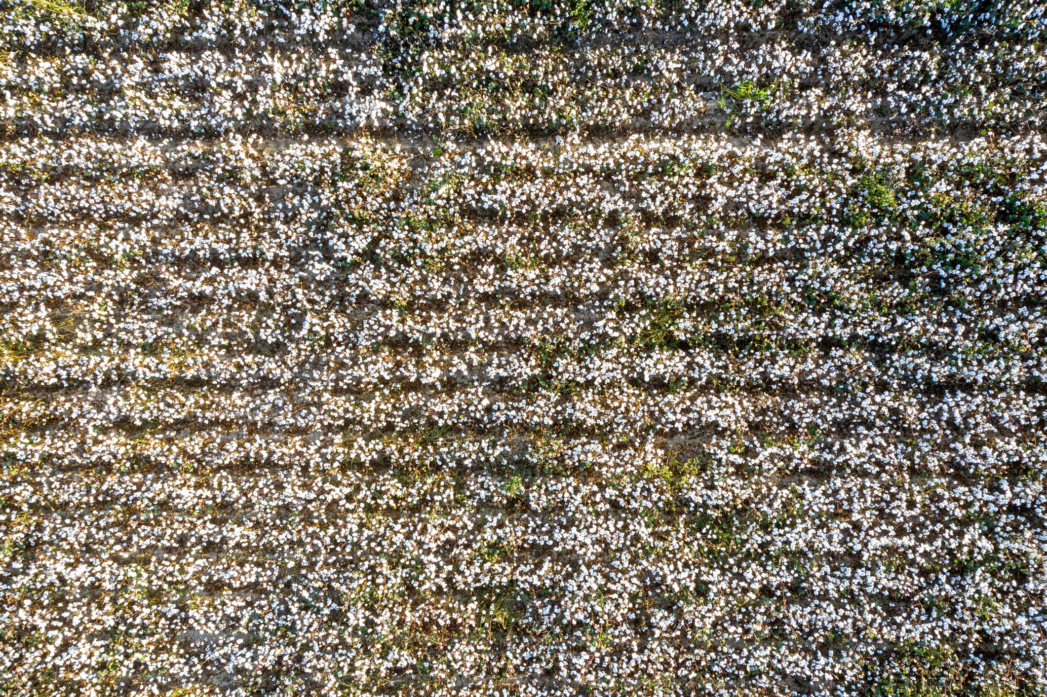 Bayer readies Stryax herbicide launch, following EPA dicamba registration