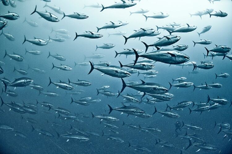 Climate-change-Plenty-more-canned-fish-in-the-sea.jpg