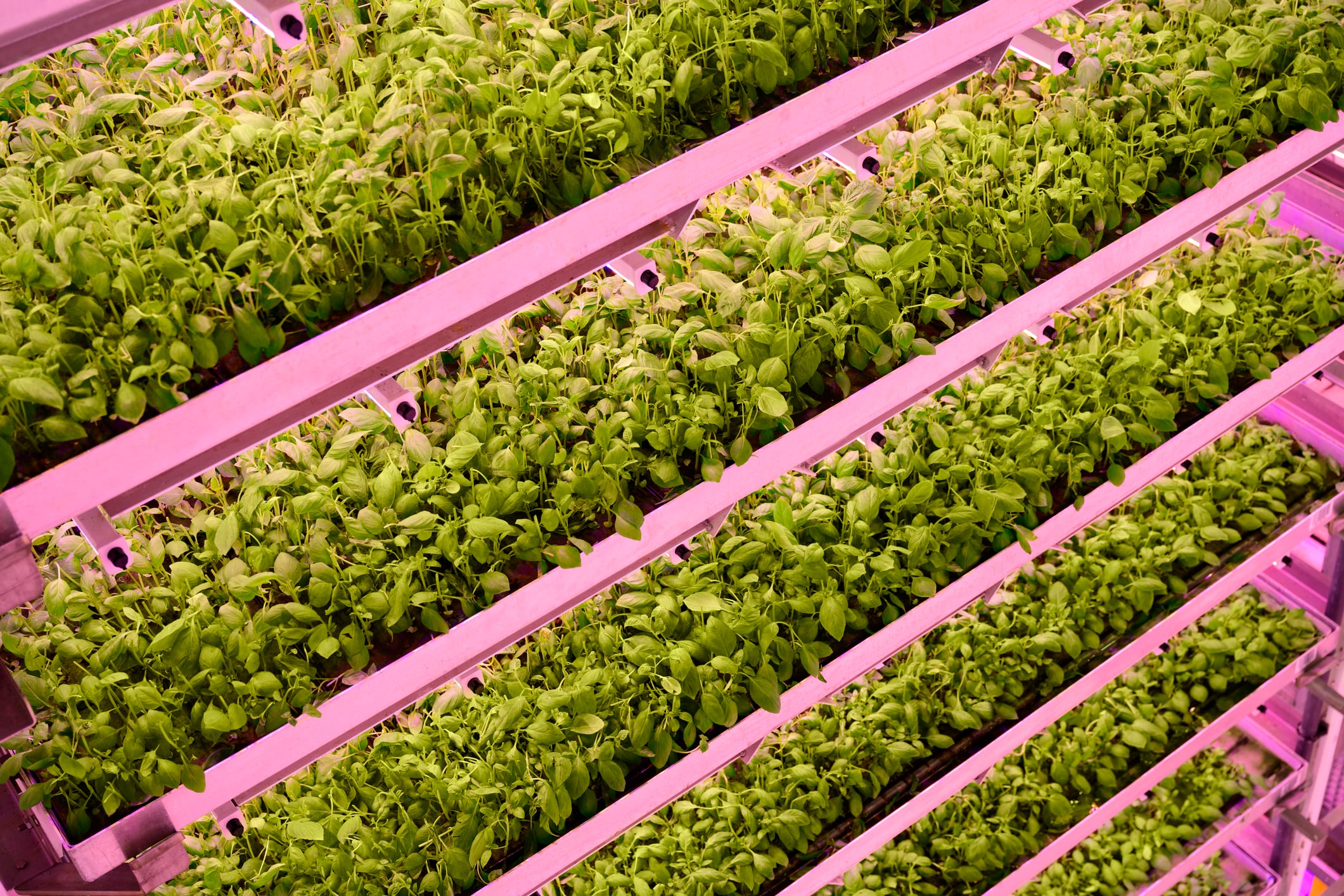 Vertical farms release more emissions than fields, study warns