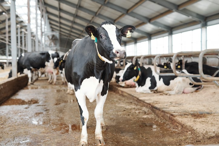 Danish team looks to seaweed, probiotics and other strategies to reduce methane output in dairy cows