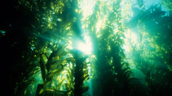 Improved investigation, cooperation needed to fully realise seaweed’s climate change mitigation potential