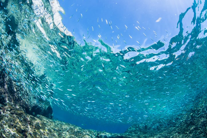 Asia’s marine ingredients sector holds global promise but lacks certification, says IFFO