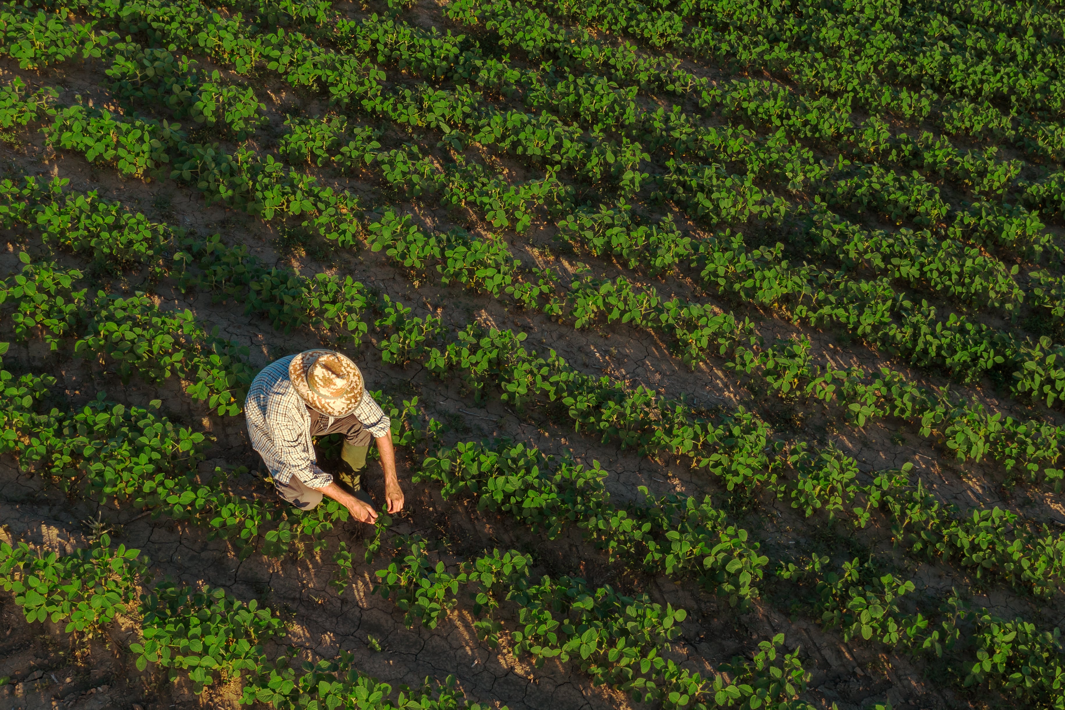 Turning soil biology into farm income… As carbon markets continue to evolve, Syngenta is betting that combining biologicals with verified carbon credits could provide growers with a new way to improve both farm profitability and sustainability.
