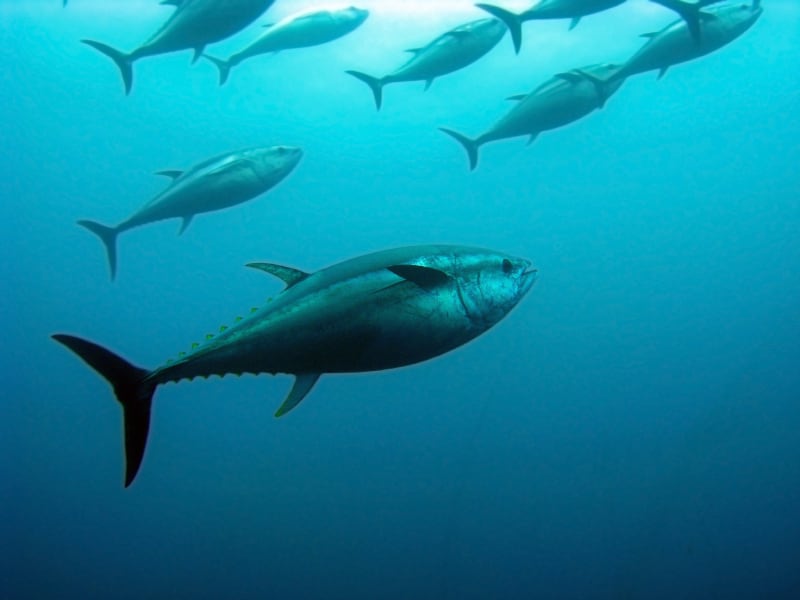 Indonesia seeks tariff-free tuna exports to Japan as it aims to be top exporter
