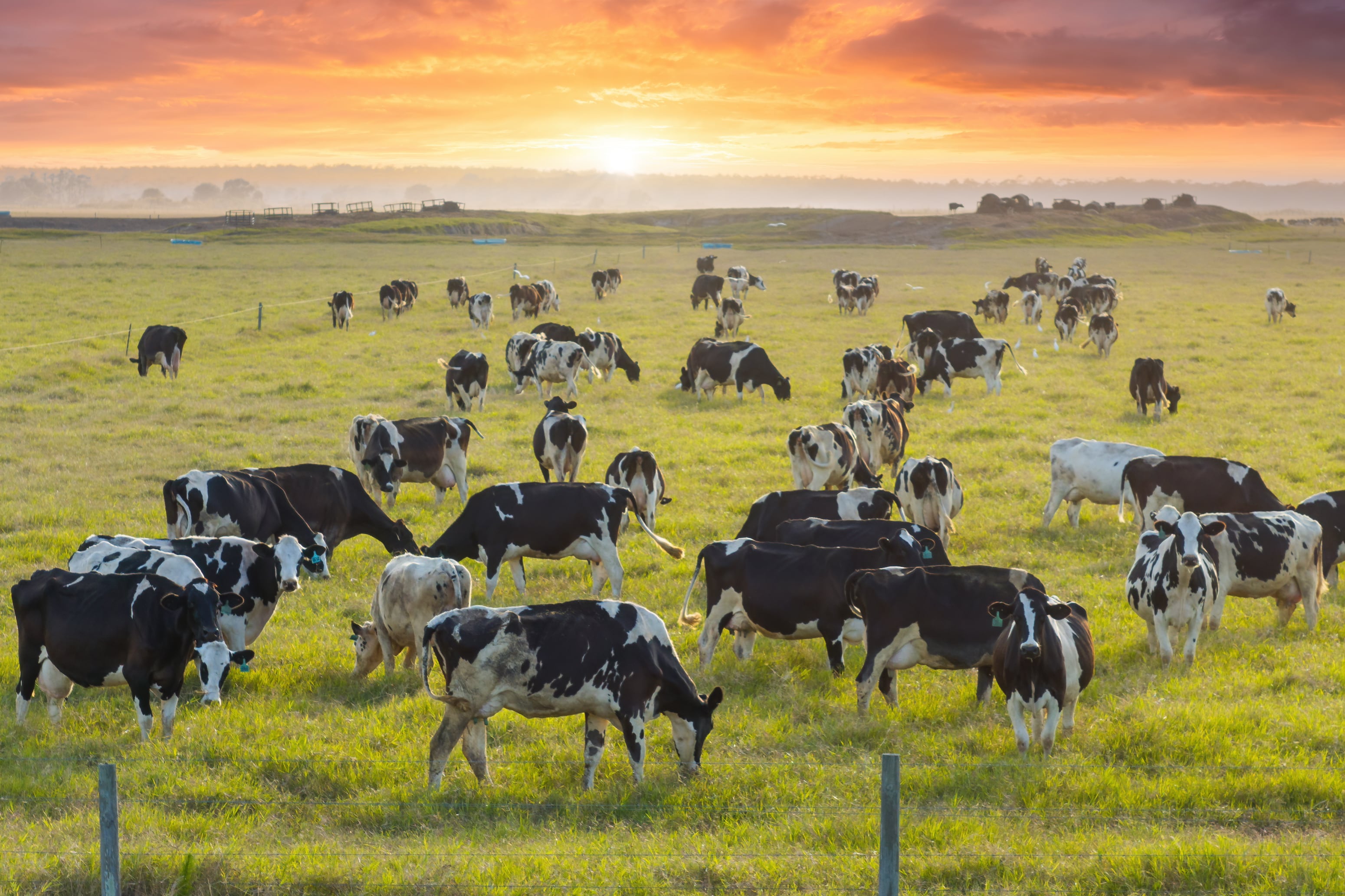 Herd of dairy cattle grazing in pasture field. Milk cows on green farm grassland in Florida.
