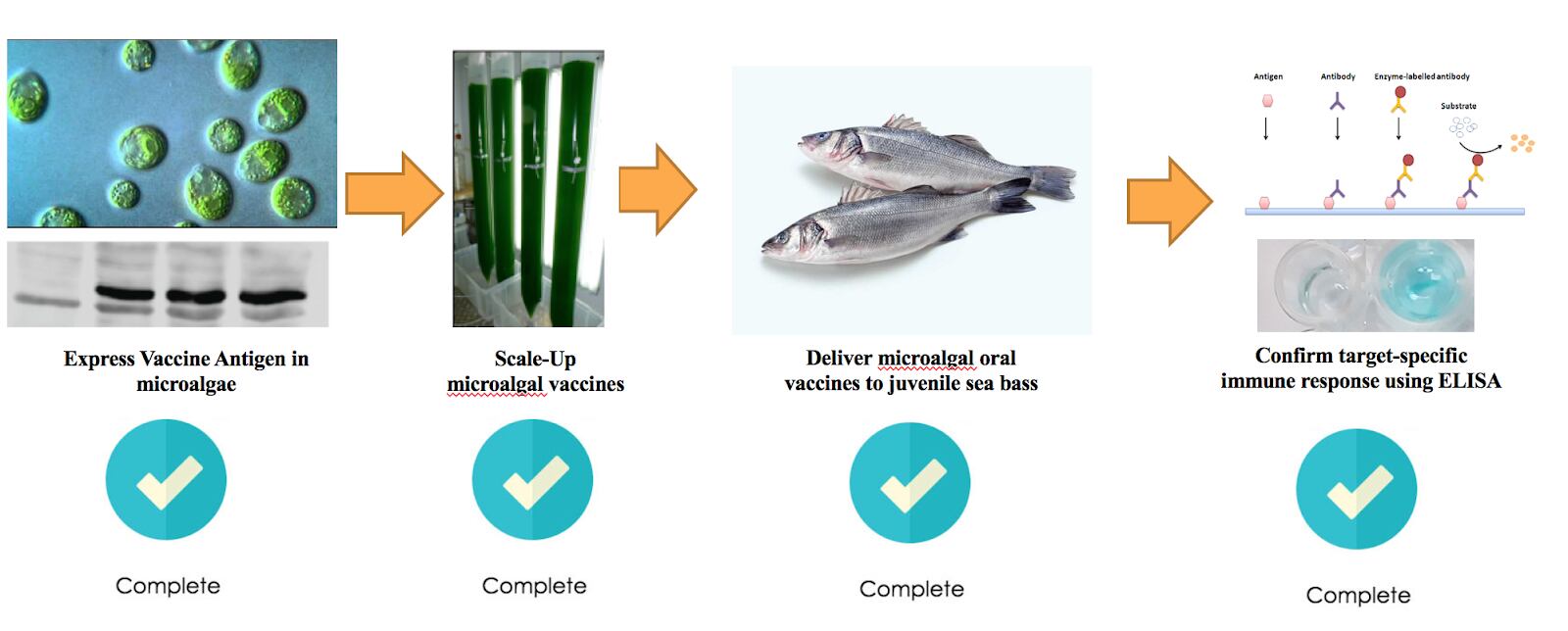 mircoalgal-oral-vaccines-can-be-immunogenic.png
