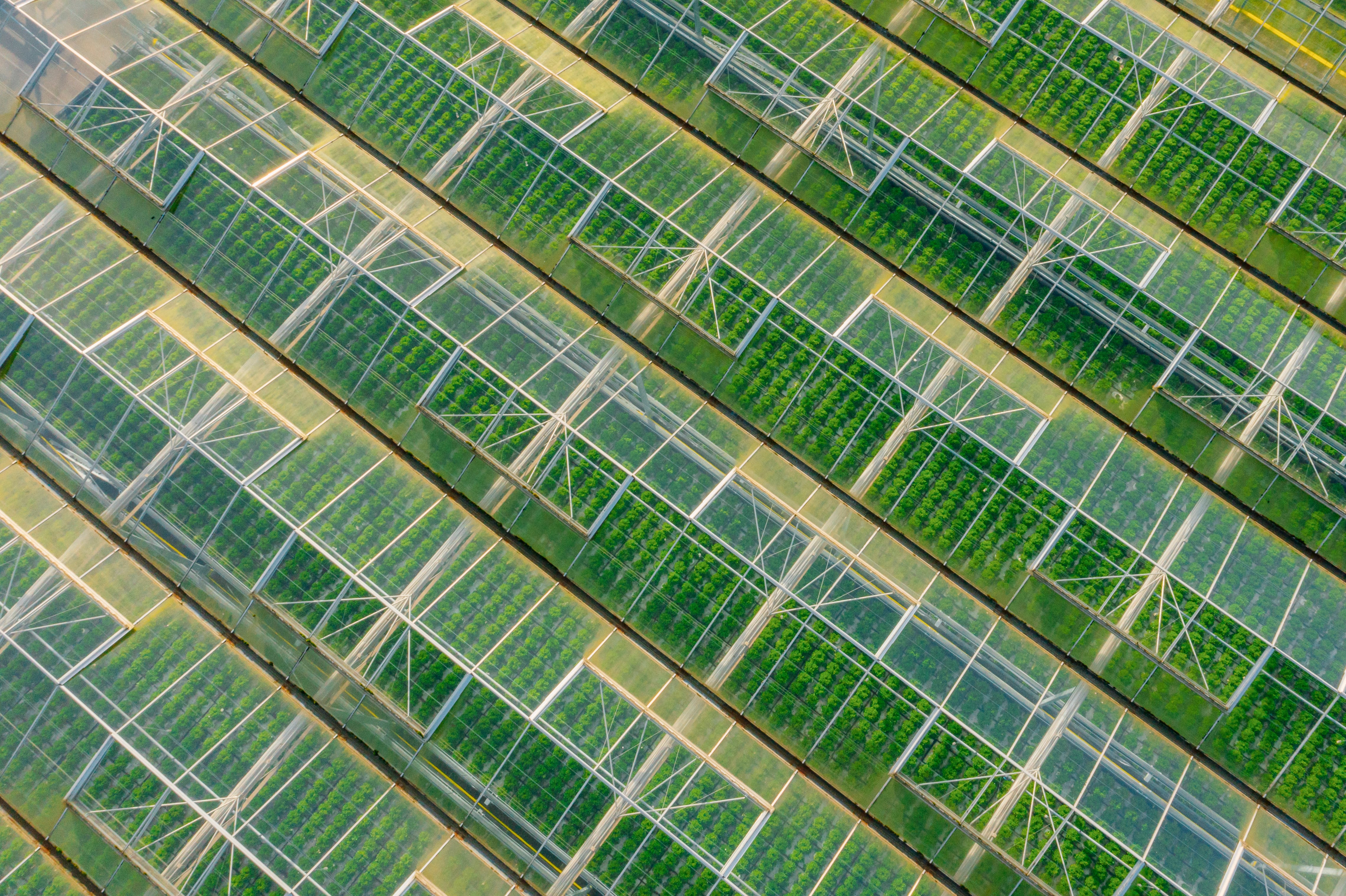 Water saver: Greenhouse tech recycles vapour into irrigation water, boosts yields by 120%
