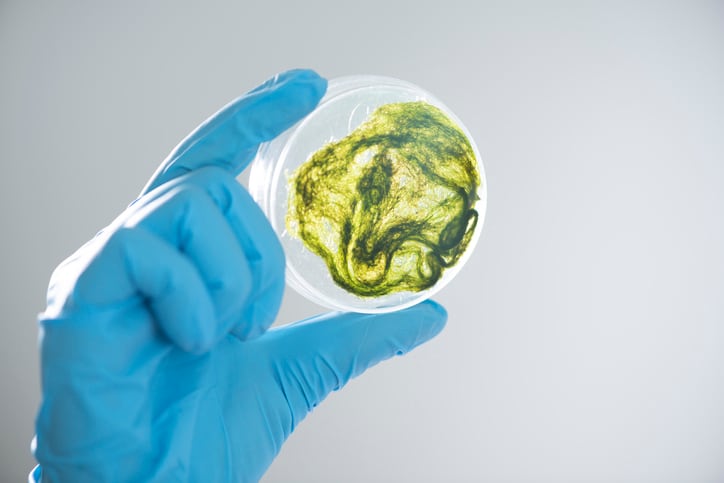 Biotechnology solution could be key to unlocking Saudi food security