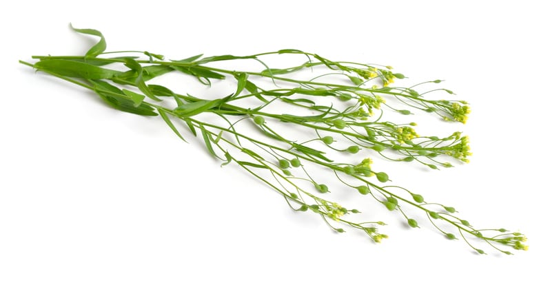 Yield10 sees 'significant market opportunities' for camelina derived omega-3 fatty acids