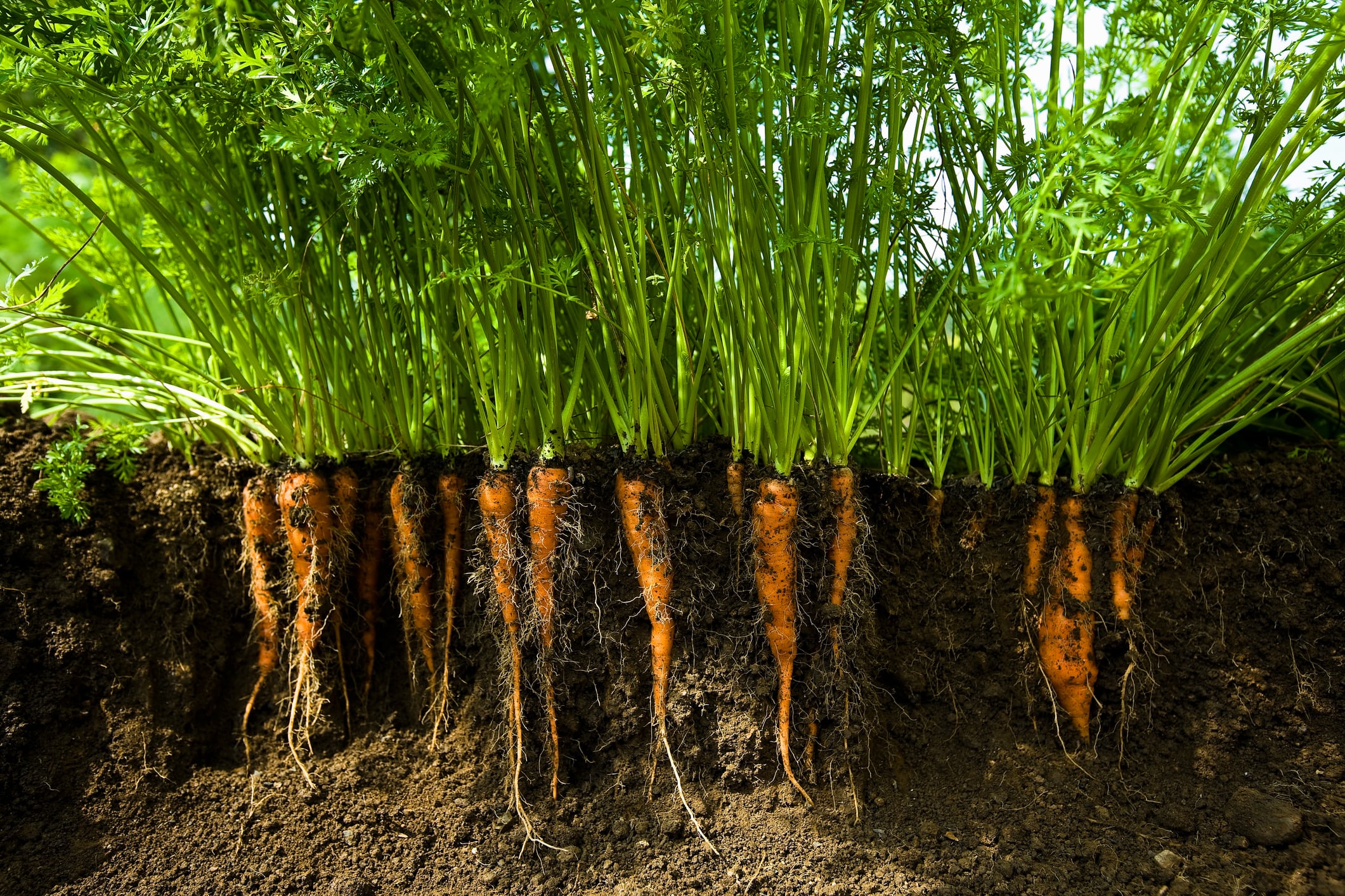 “Agri-health” technologies focused on healthier food and preventative healthcare offer a more attractive proposition, believes an investor.