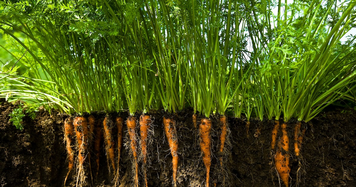 Investors should look beyond the farm gate to unlock agri-tech returns, says The First Thirty’s Antony Yousefian
