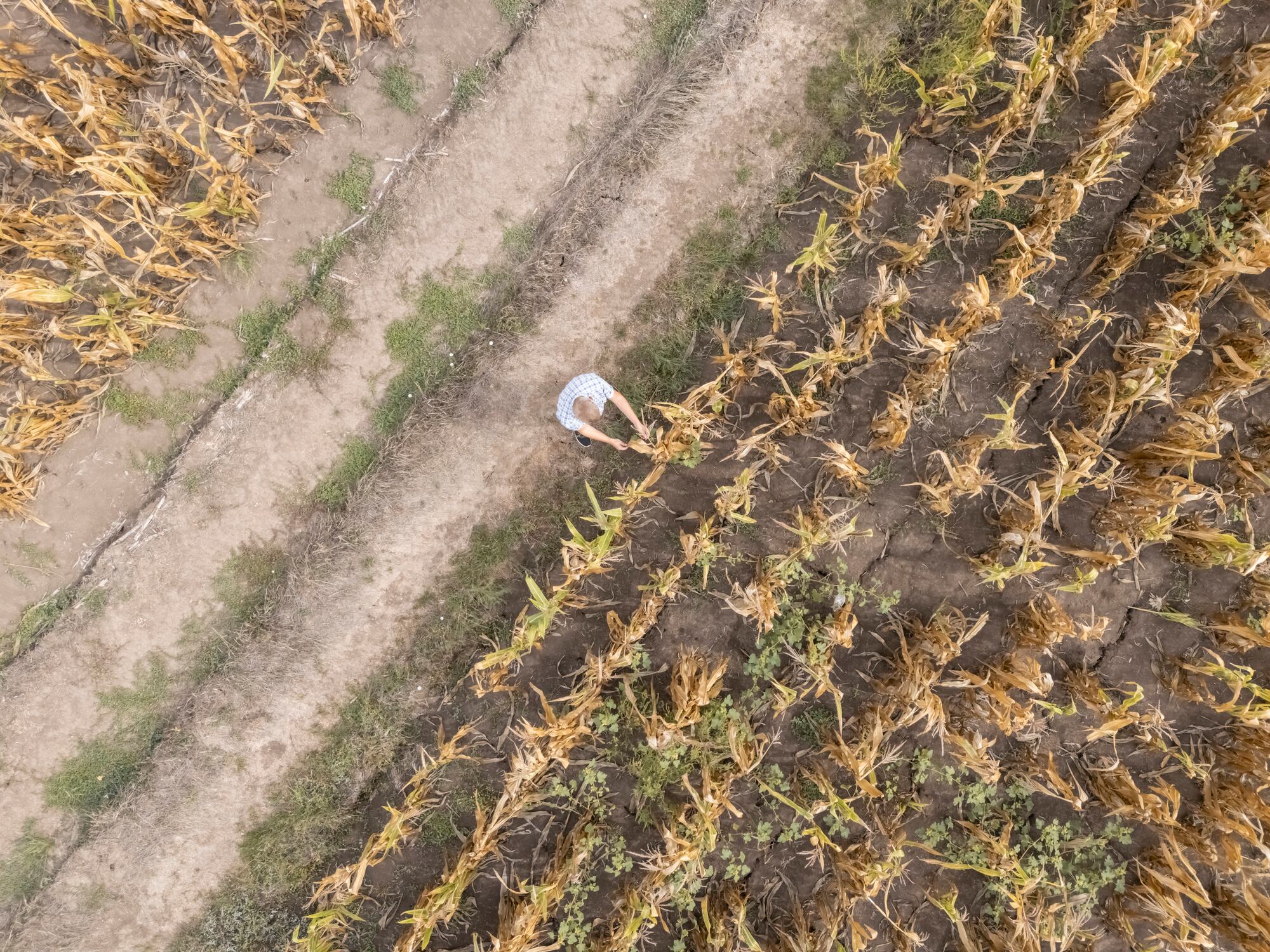 As parts of Europe experience drought conditions, gene editing can make crops more drought-tolerant and resilient.