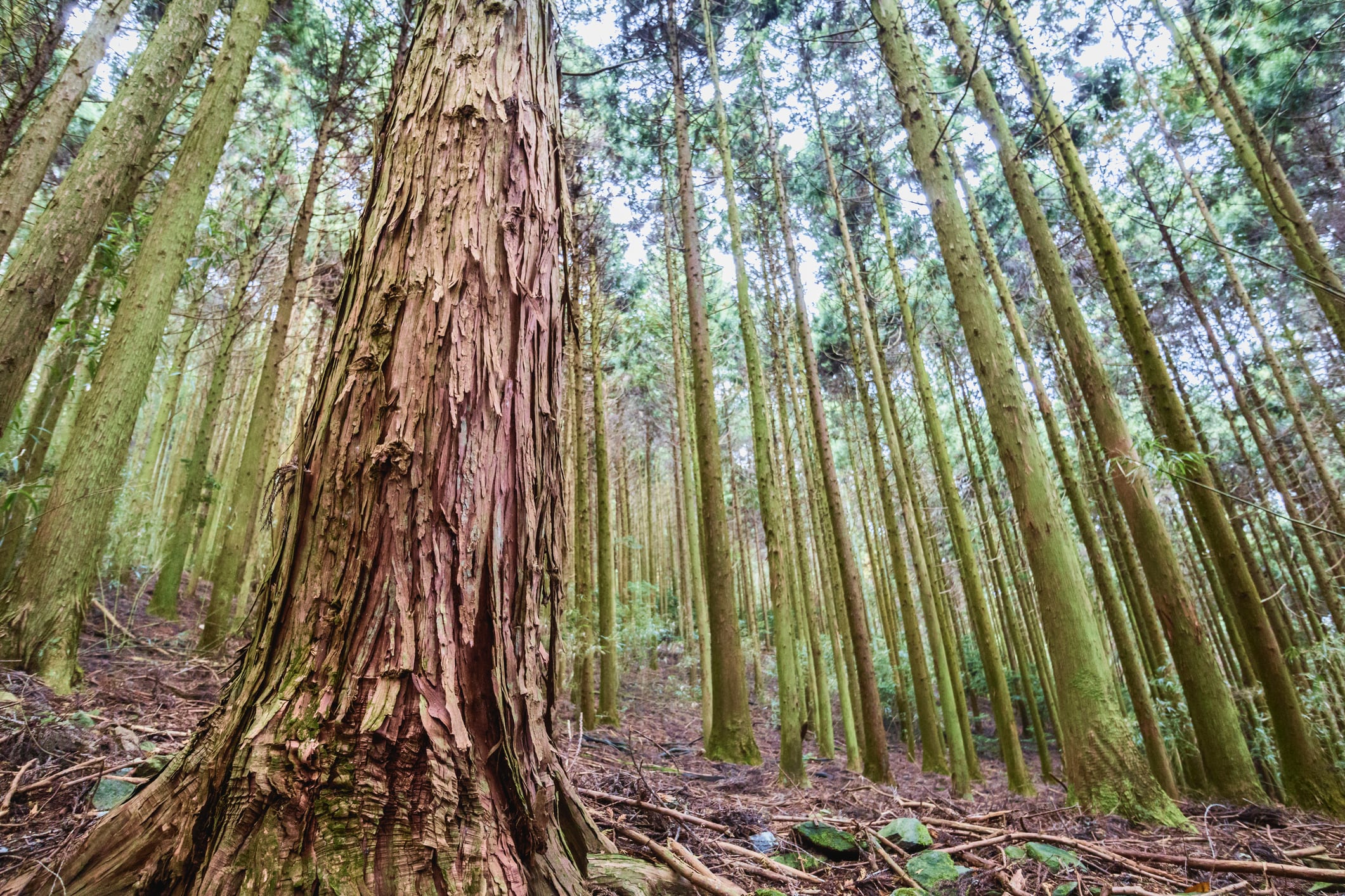 Moving the needle on plant health: A biosensor can now track sucrose in real-time