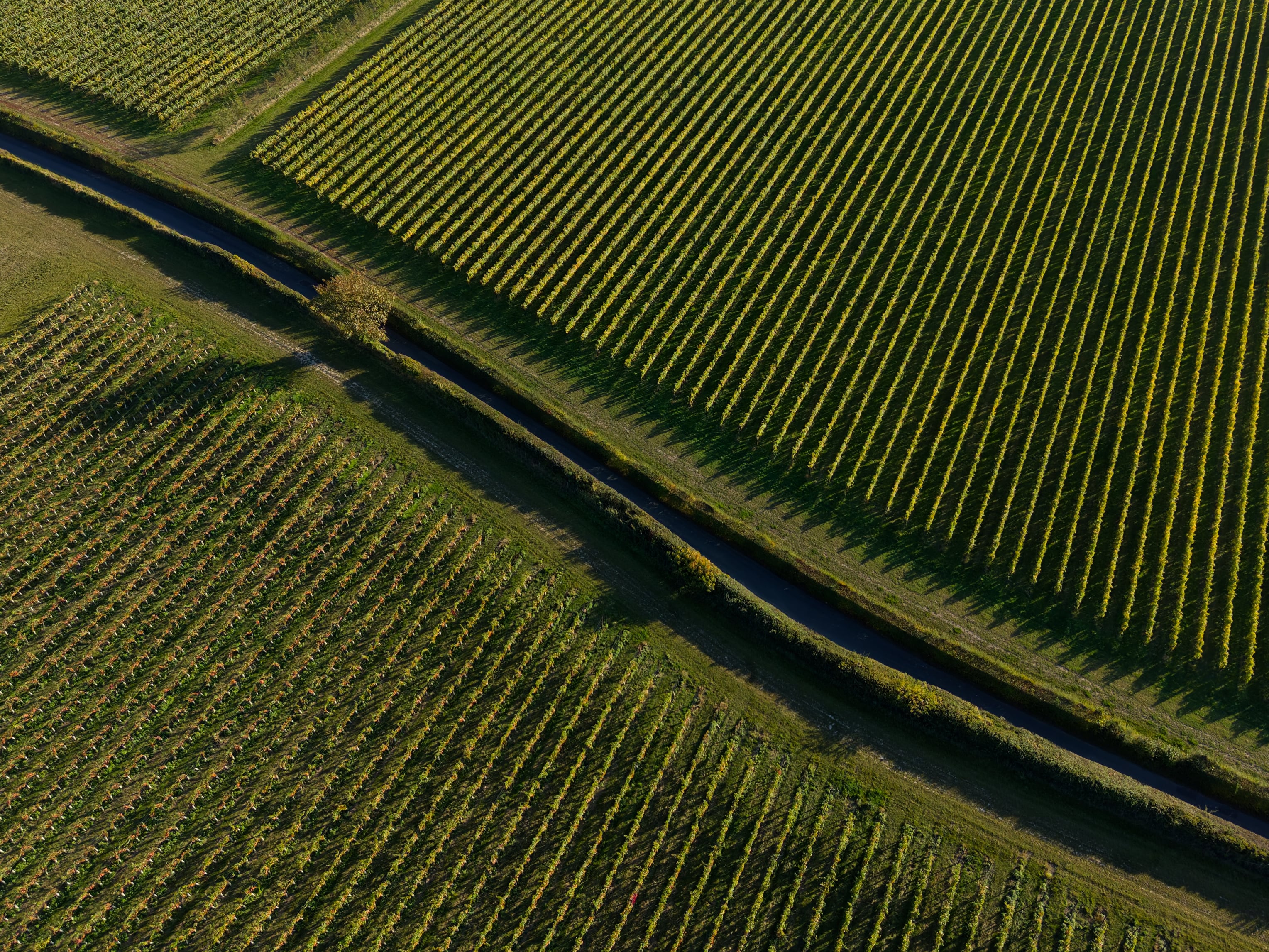 The UK wine sector is one of the fastest growing and most innovative areas of British agriculture, but now needs practical support to help producers sell, invest and compete, says WineGB’s chief executive.