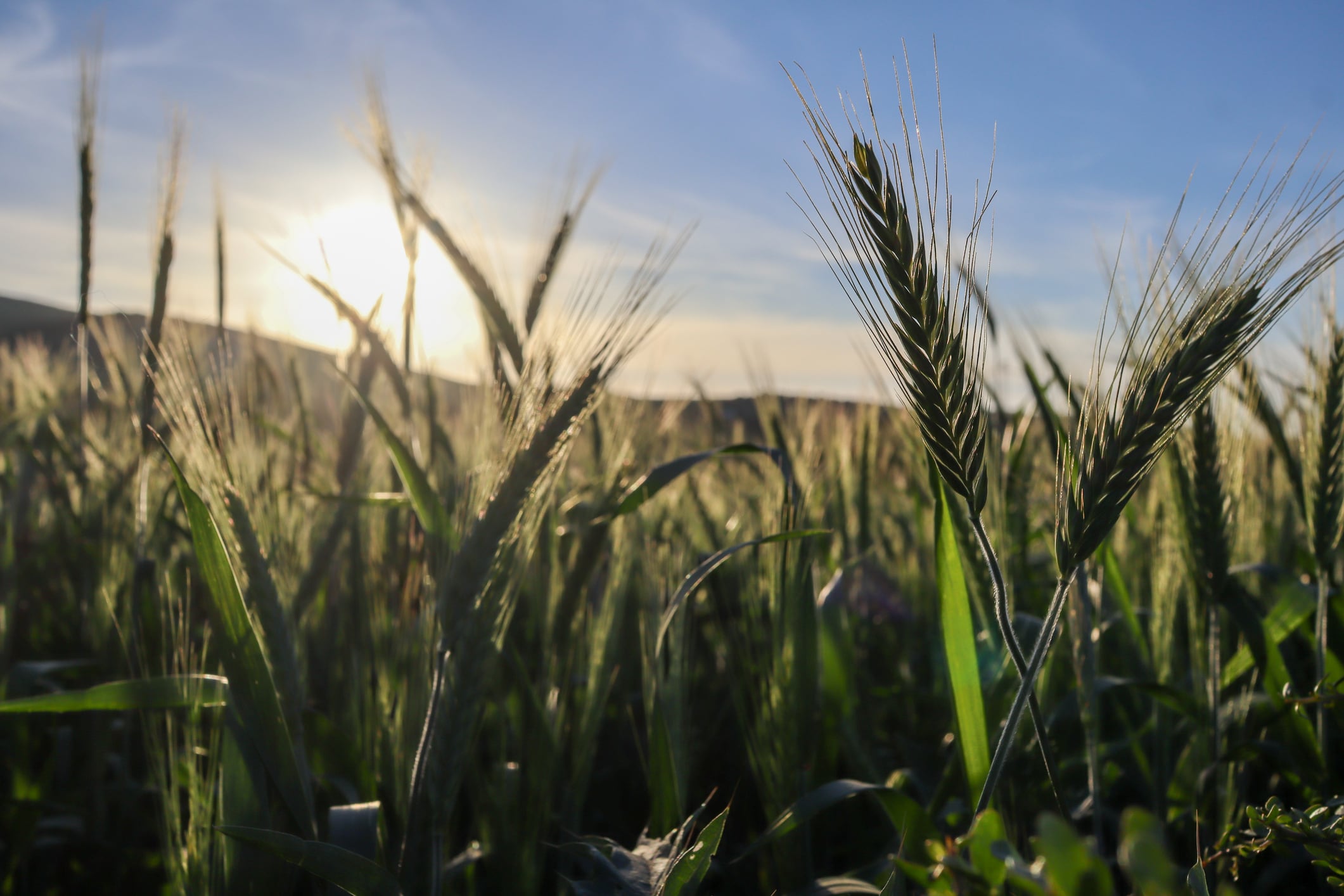 Tunisian researchers unlock “treasure trove” of genetic traits in heritage durum wheat