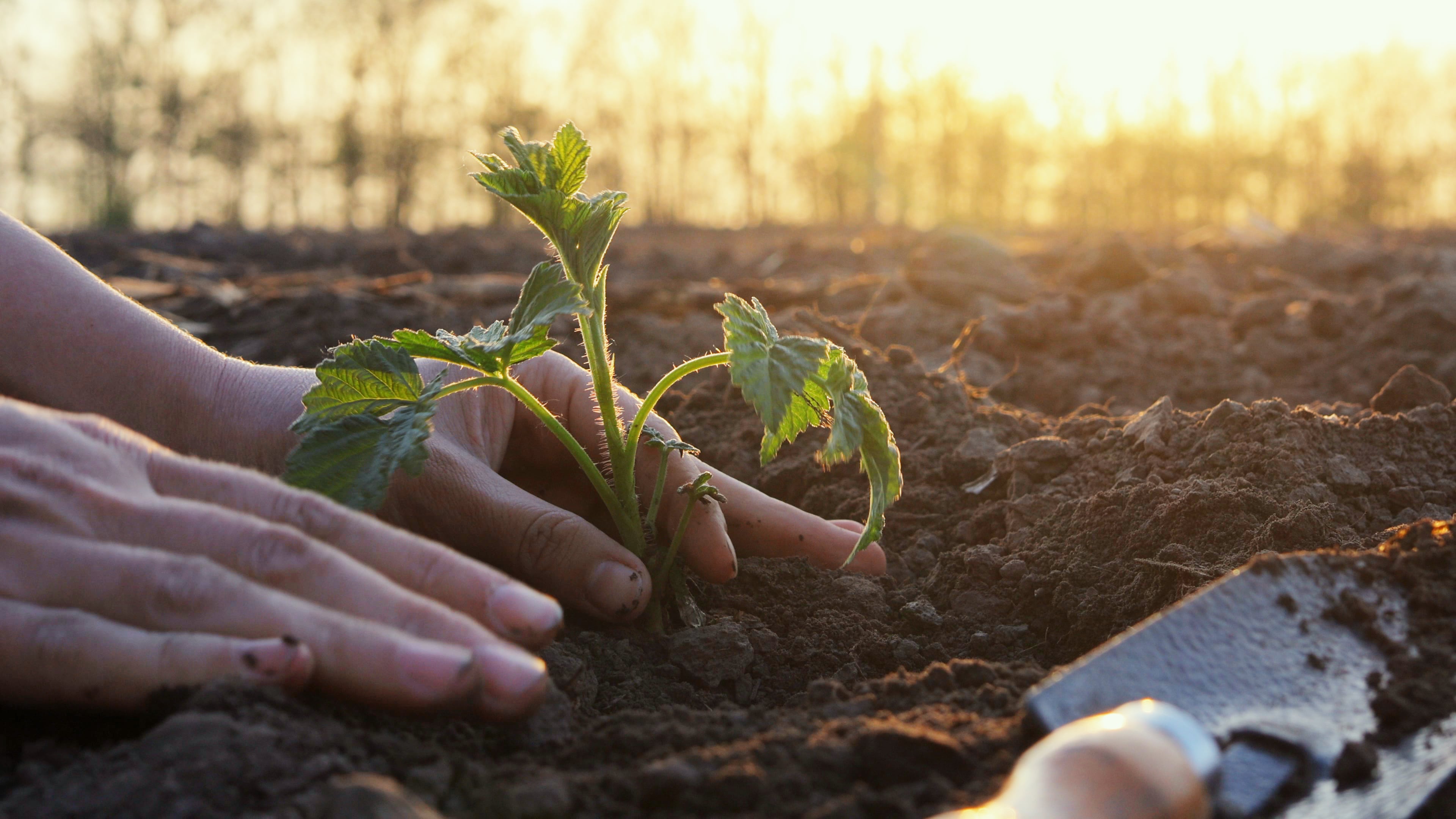 Regenerative agriculture: Inside the race to redefine agriculture within a vulnerable ecosystem – exclusive analysis