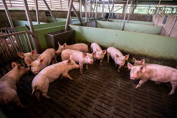 Unavoidable-surplus-food-is-the-ultimate-sustainable-feed-so-let-s-raise-our-ambition-to-find-a-safe-solution.jpg