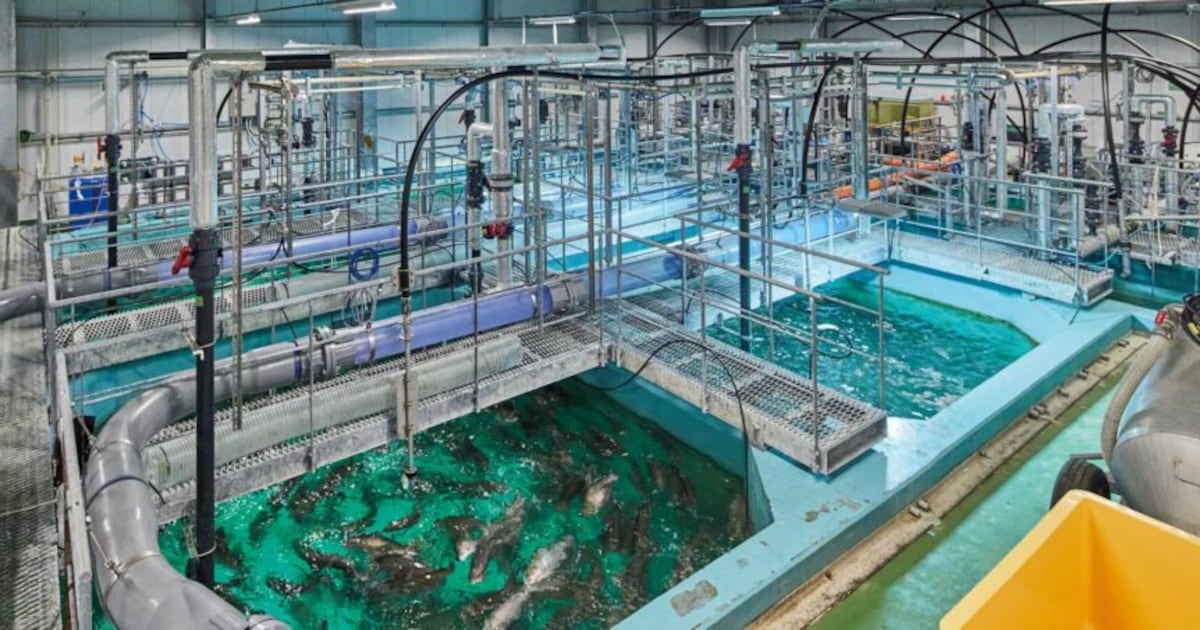‘Difficult but doable’: RAS fish farming still faces final hurdle of profitability, says operators