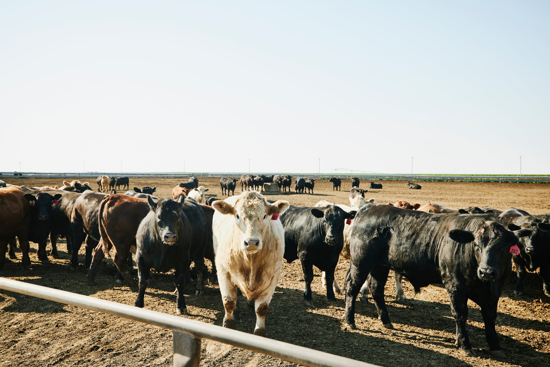 High-starch diets may help reduce salmonella in cattle, study finds
