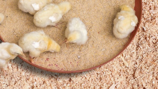 Nutritional strategies for poultry gut health in antibiotic-free production