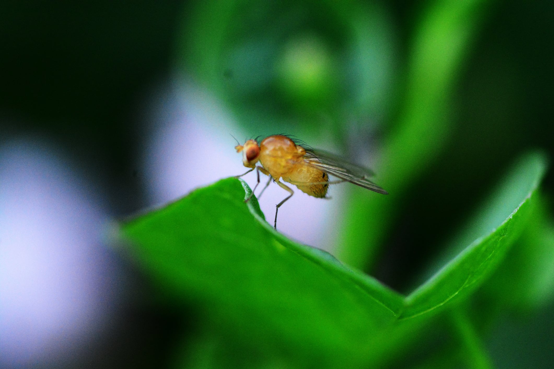 Sterilising insects promises effective biocontrol of pest populations, start-up claims