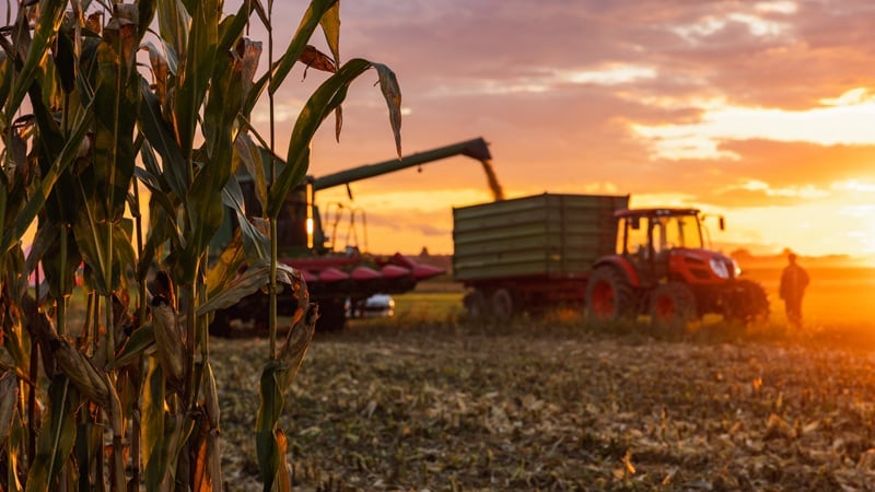 A combine harvesting grain
