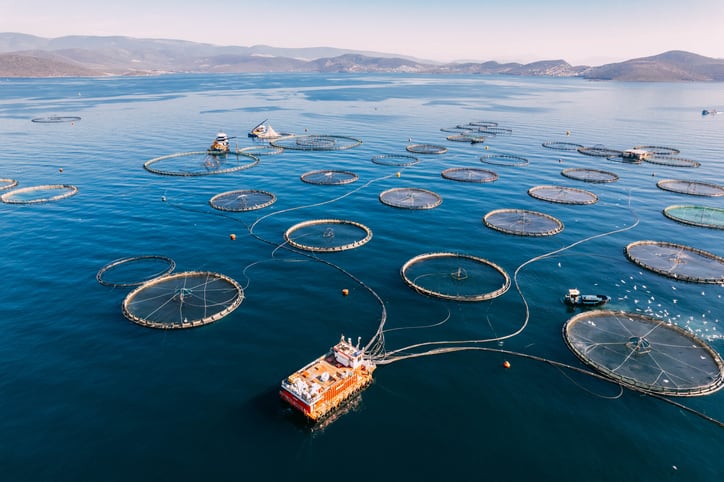 Riding the storm: IFFO prioritizes responsible sourcing and accountability